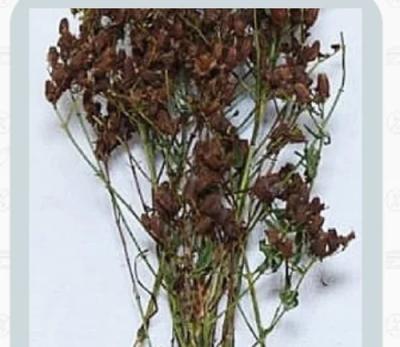 St John&amp;amp;#039;s Wort Extract